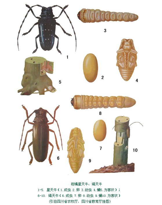 蝤蛴是什么?是指天牛的幼虫.蝤蛴又名木蠹,身长,圆而内外洁白.